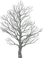 Drawing of the beautiful, grey Christmas tree in ice at white background