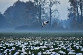 white swans on the green shore near the lake in the morning