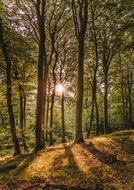 sunshine in the beech forest