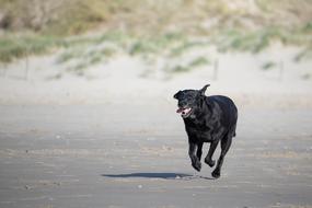 photo of a running black labrador on a beach in the North Sea