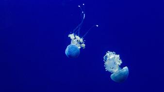 white Jellyfish in blue Ocean