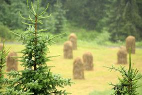 Stacks of hay on the beautiful, yellow field, among the beautiful green plants, in the village