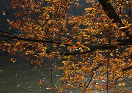 Close-up of the beautiful and colorful foliage on the tree, near the water, in autumn