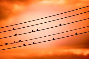 Birds On A Wire Sunset