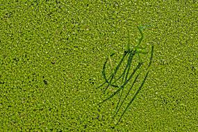 Floating Fern Common green