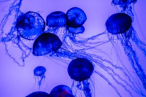 Beautiful, blue and black jellyfishes in the purple water, clipart