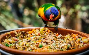 colorful parrot sits on a feeder on the island of Tenerife