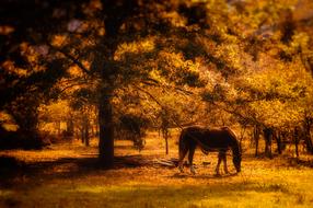 Horse in Forest at Sunset