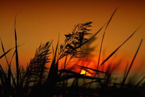 reed at Sunset Dawn