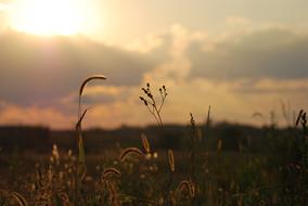 grass and wheat on the field at sunset