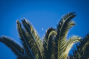 Palm and Sky