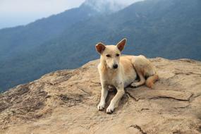 Dog Mountains