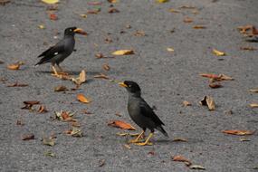 Beautiful, black Mynah birds, among the colorful leaves, on the road in Singapore