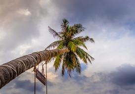Vietnam Beach palm