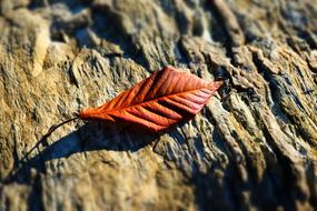 Close-up of the beautiful, shiny, red, dry leaf on the colorful wood, in the winter