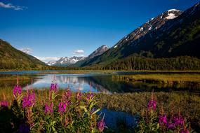 flowers near lake in Chugach National Forest