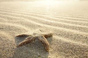 starfish on a sandy beach in summer