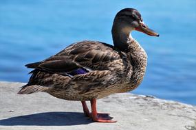 Duck Beach Lake blue