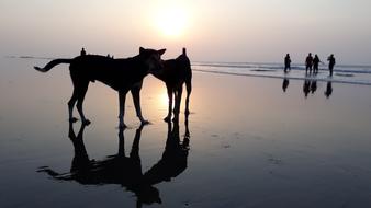 two dogs on wet beach at sunset