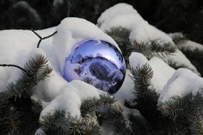 shiny christmas toy lies on a snowy fir branch