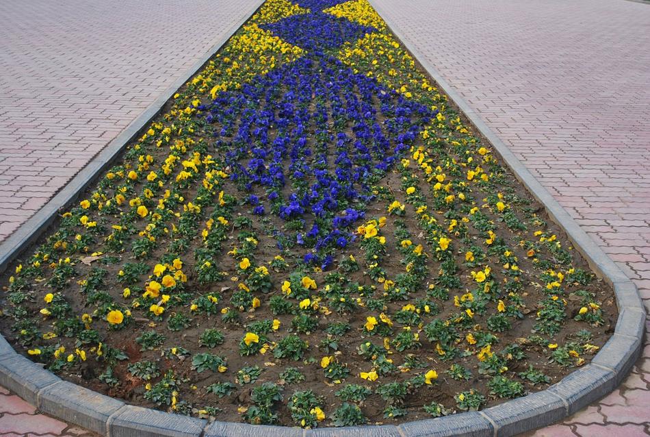 Flower Yellow Bed