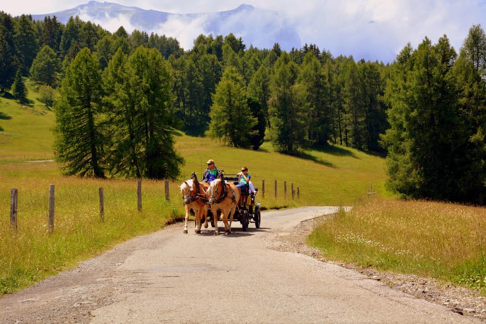 Horse Calash Carrozza