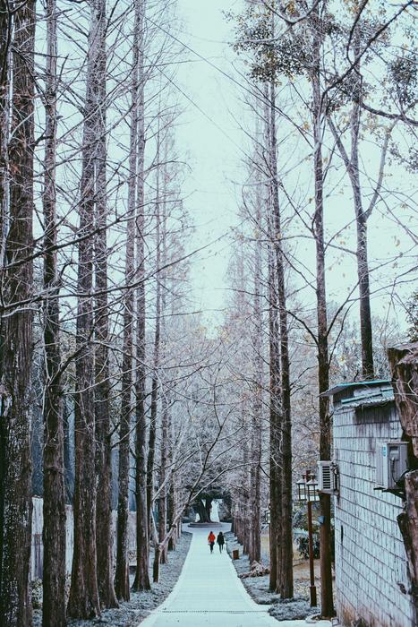 Snow Road Tree