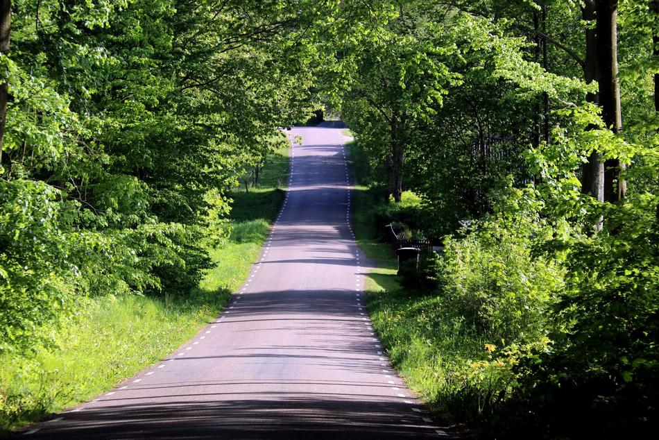 Beech Forest Road
