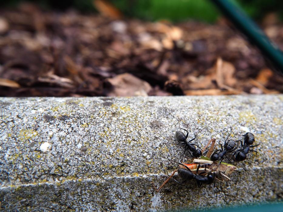 Ants Grasshopper Eat