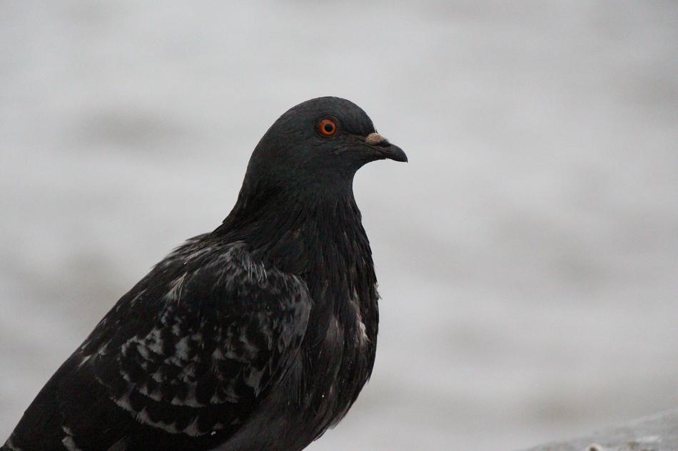 Dove Bird Pigeon