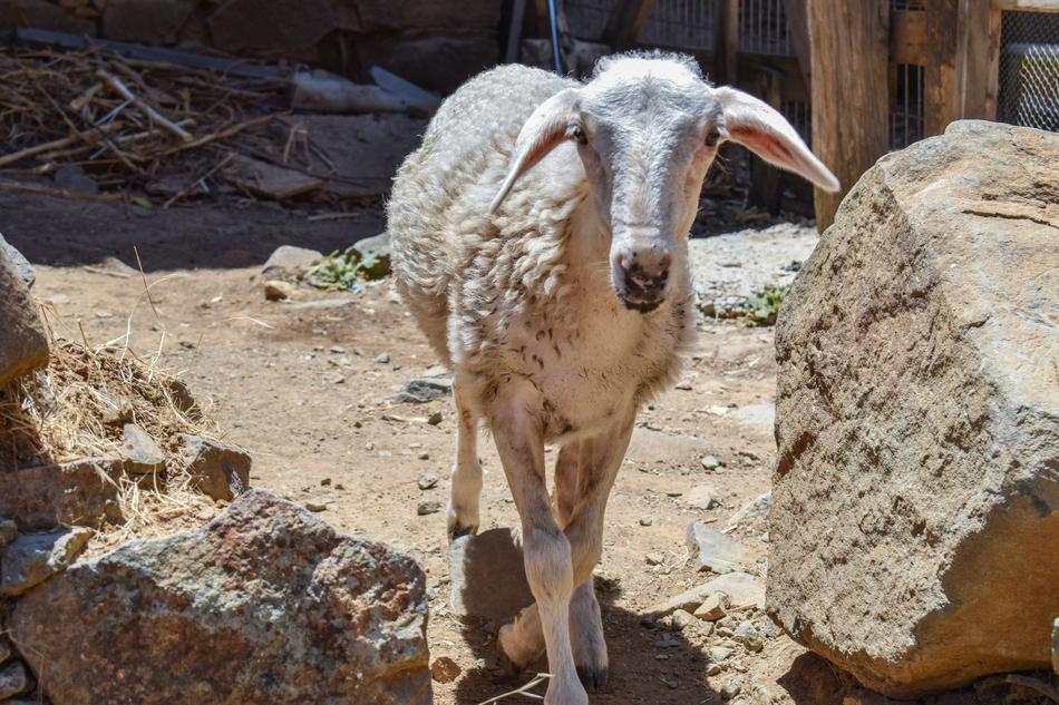 Sheep Curious Adorable
