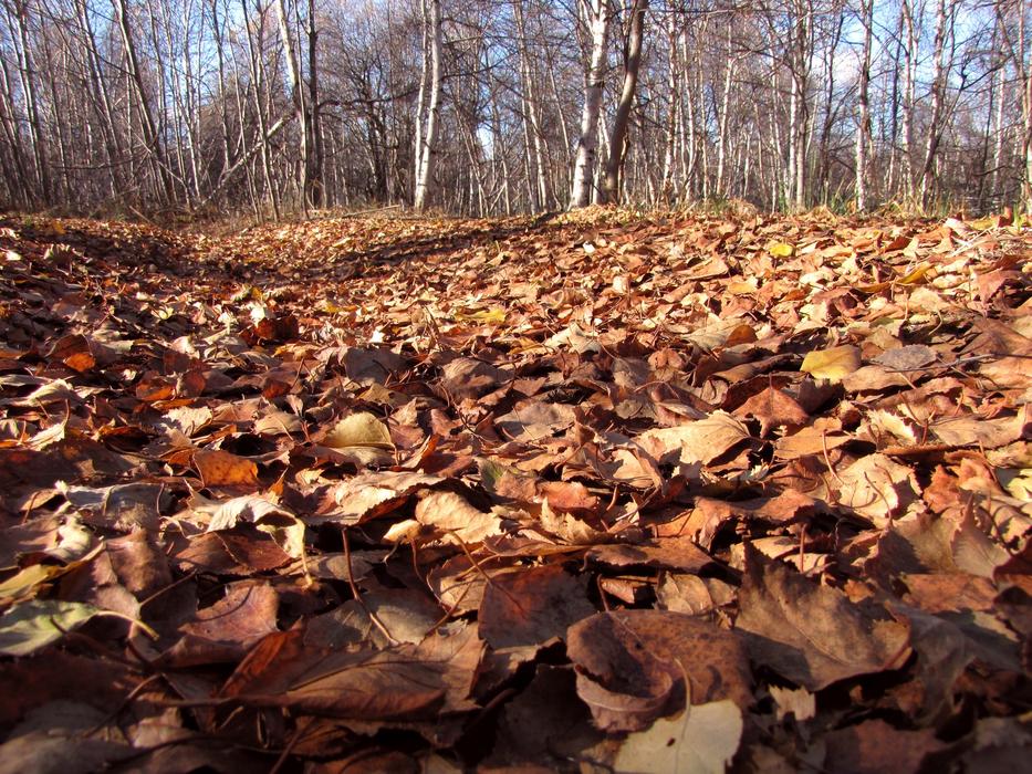 fall leaves with trees view