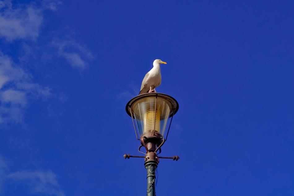 gull on Street Lamppost