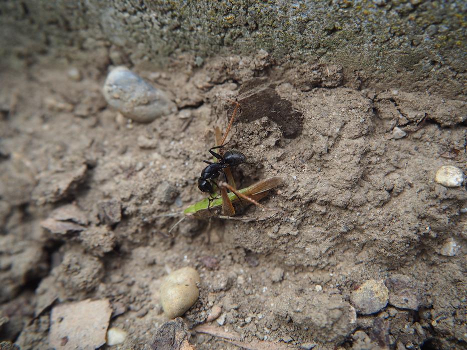 Ant Eat Nature