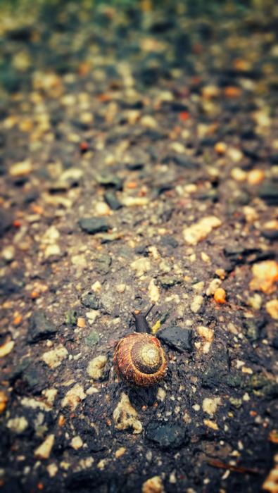 Snail on ground after rain
