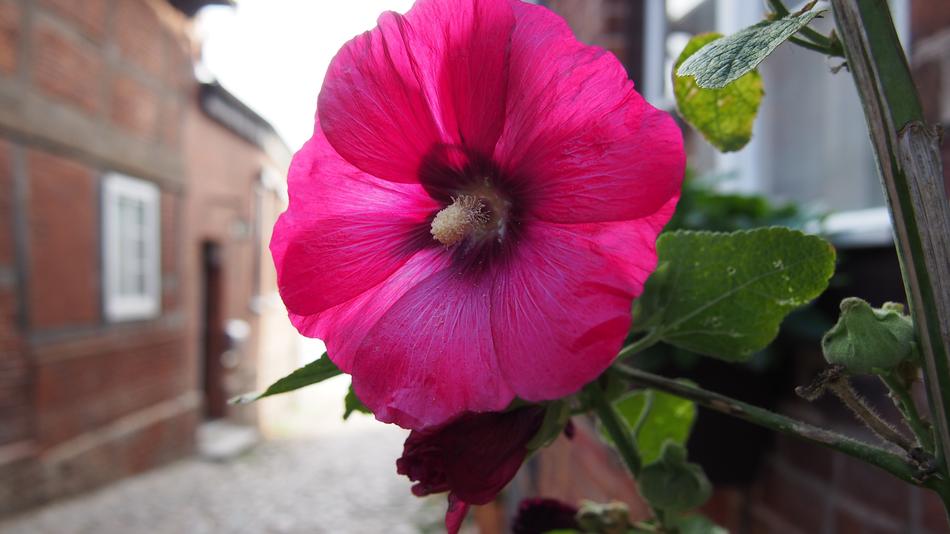 Flower Alley Plant Historic