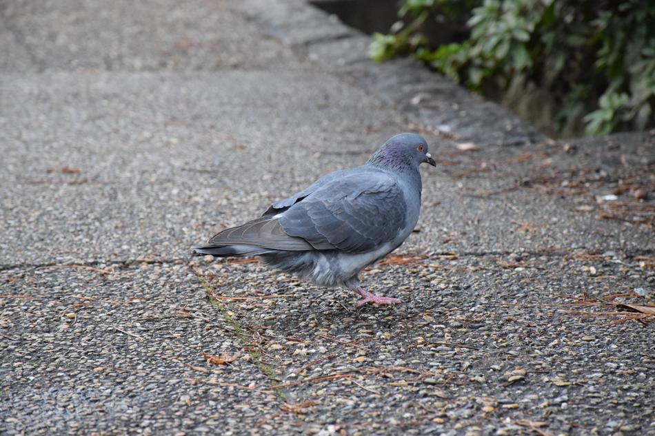 Pigeon One Foot Of The