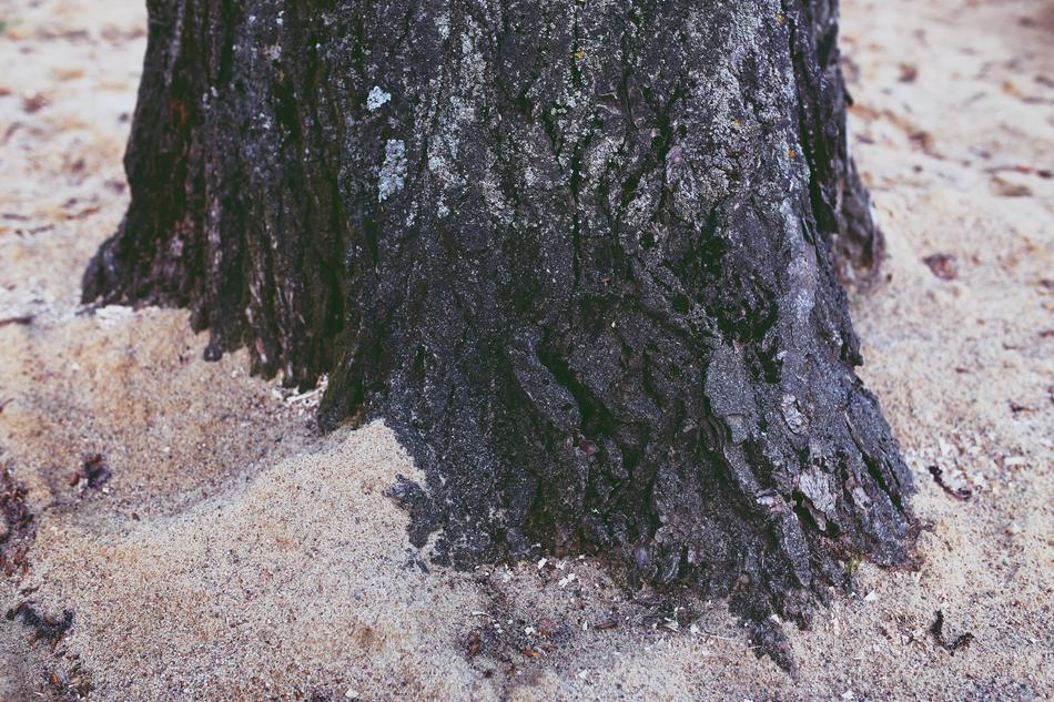 old Tree Root in sand