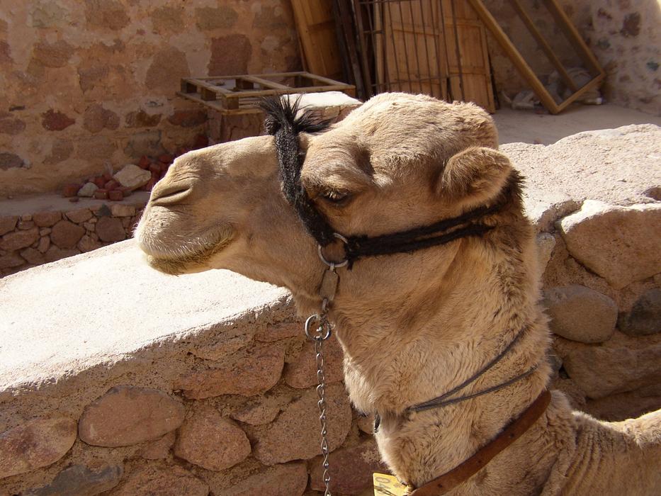 camel at the stone fence