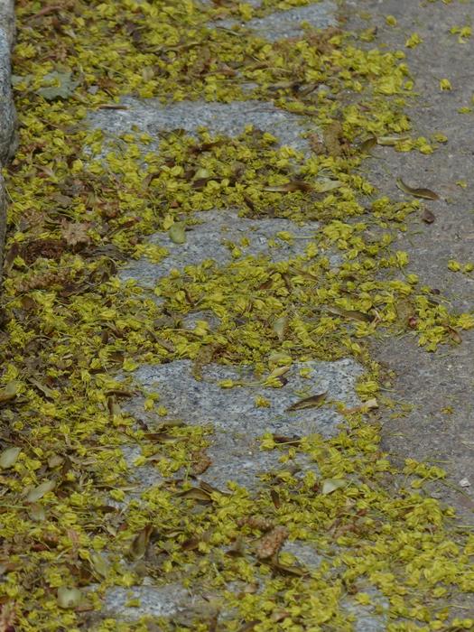 Bee Pollen Lime Blossom