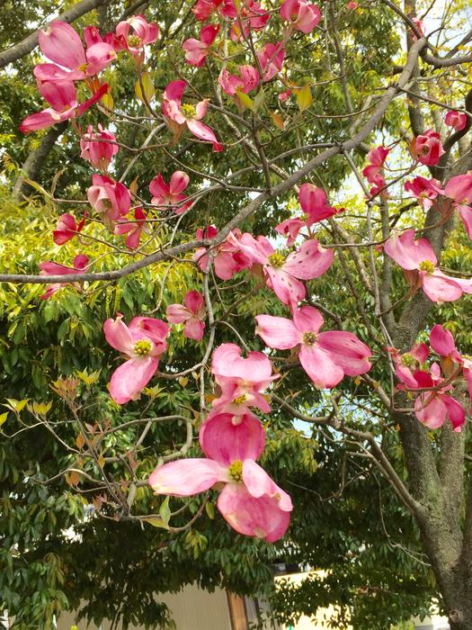American Dogwood Spring Flowers