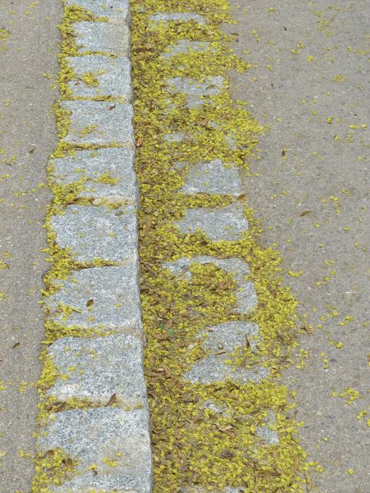 yellow Lime Blossom Bee Pollen