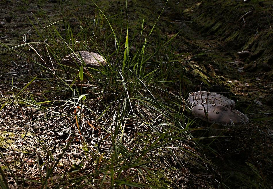 three grey Mushrooms in green grass