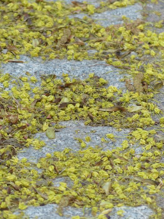 Lime Blossom Pollen Bee
