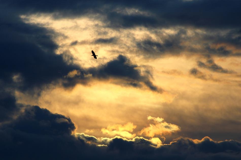 bird in the clouds of the evening sky
