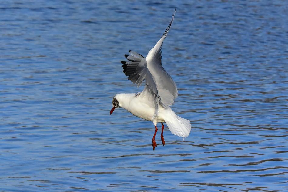 black headed Seagull landing on water