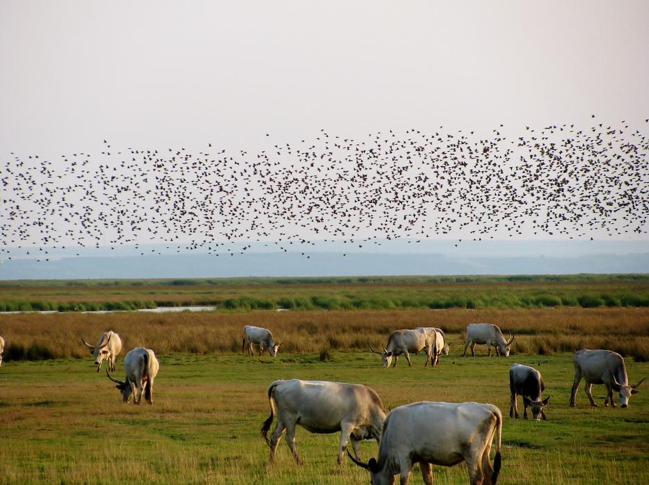 Flock Of Birds over Steppe Cattle