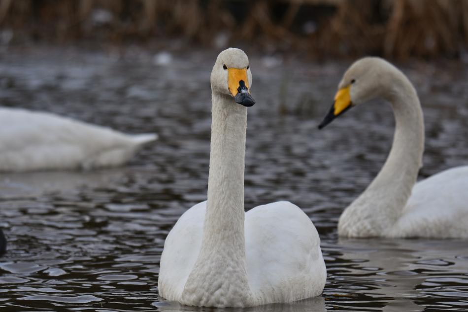 swans on Lake at winter