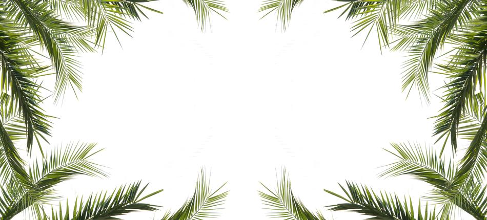 incredible Desktop Leaf Tree
