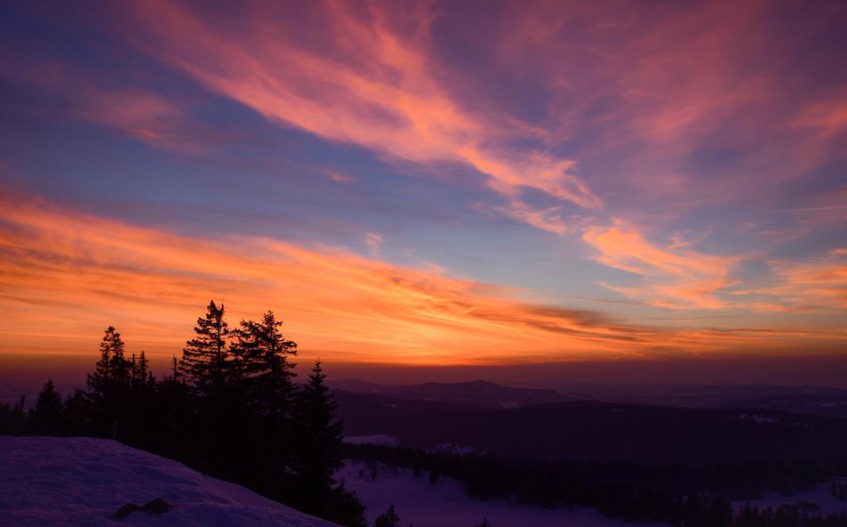 incredible Sky Trees
